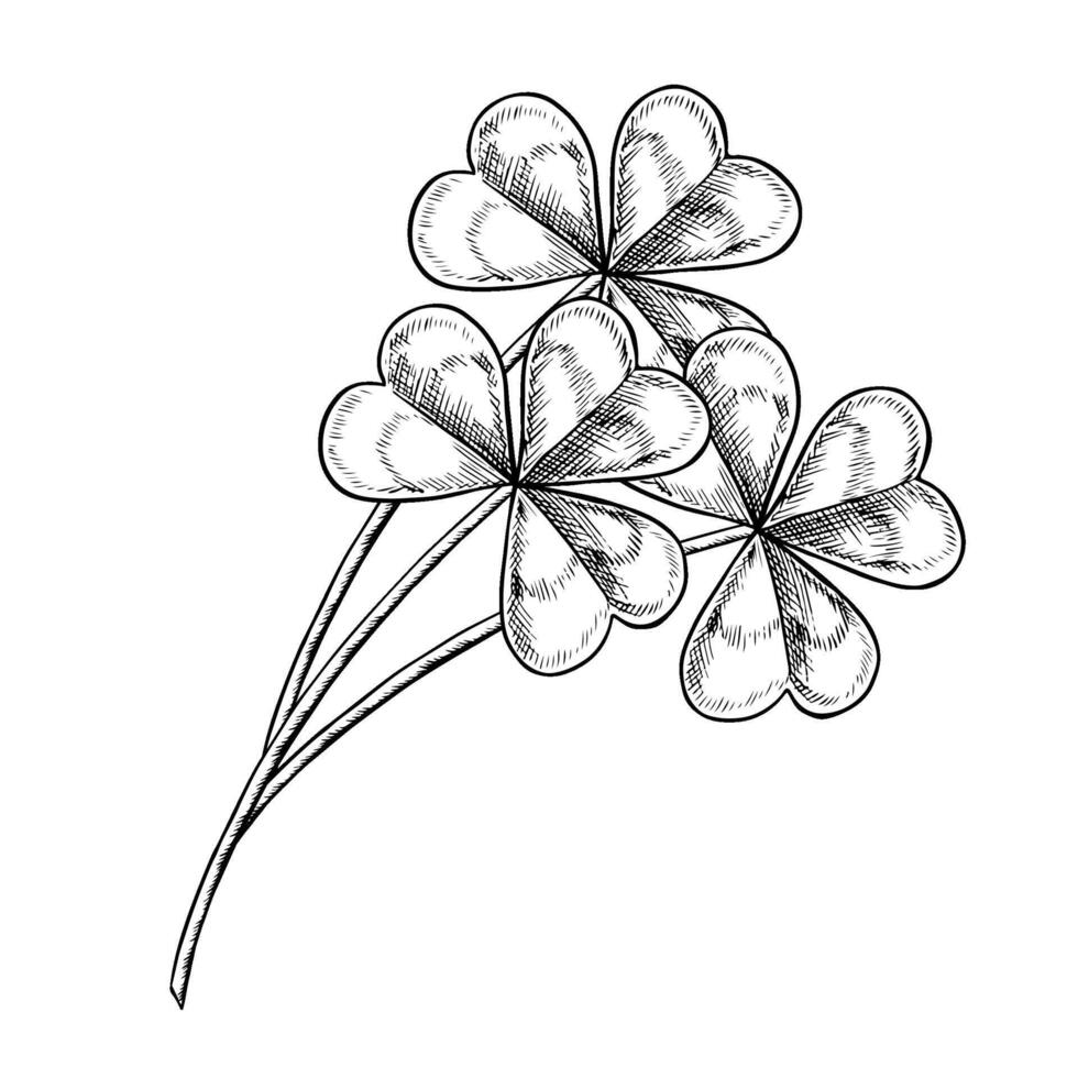 Clover-trefoil. black and white graphic illustration. Clover bouquet. For greeting cards, banners and flyers, packaging, invitations, holiday decor, and more. vector