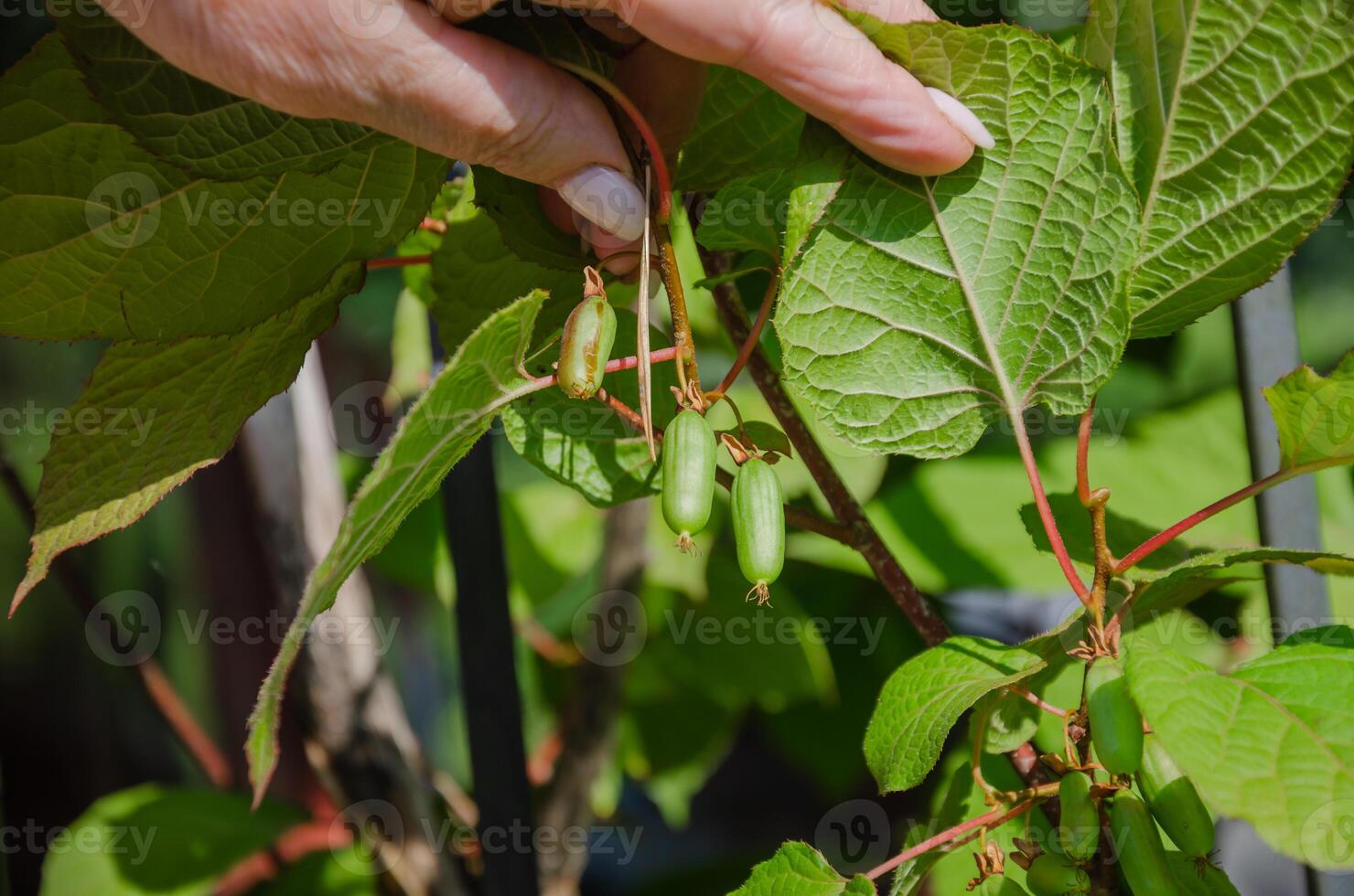 Actinidia kolomikta, ornamental fruit vine. green fruits grow High quality photo