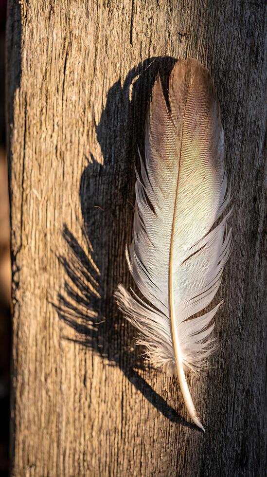 Delicate Feather Casting a Shadow on Textured Wood Surface. photo