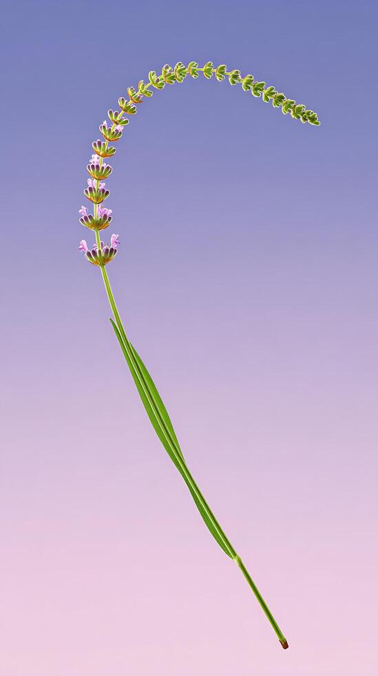 Single Lavender Stalk Arcing Against a Soft Gradient Sky. photo