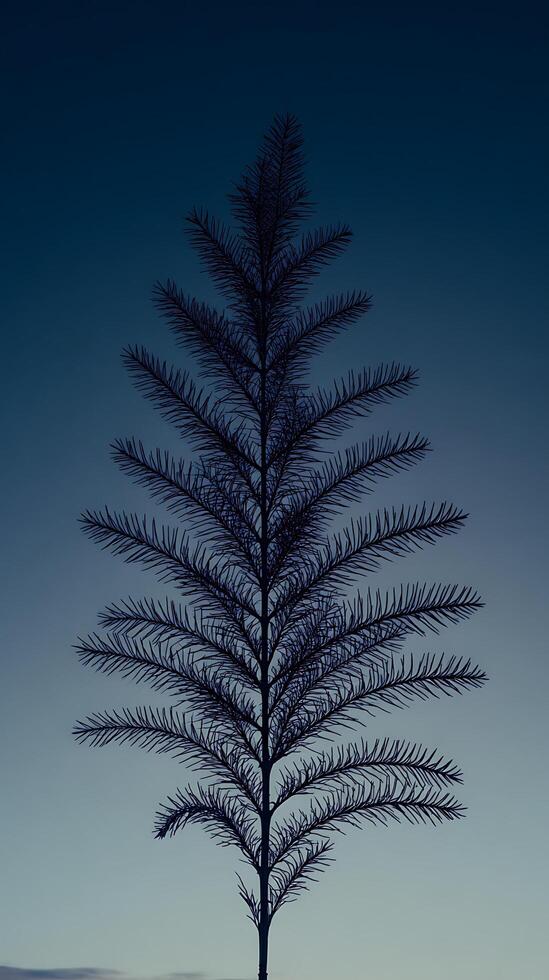 Silhouette of a Delicate Fir Tree Against a Fading Twilight Sky. photo