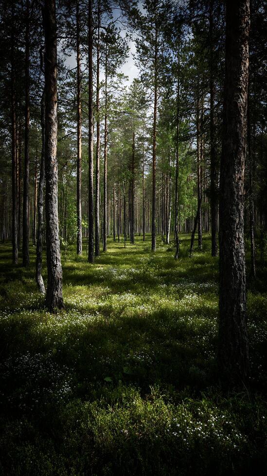 Sunlight Streams Through a Lush Forest Floor of Tiny White Flowers. photo