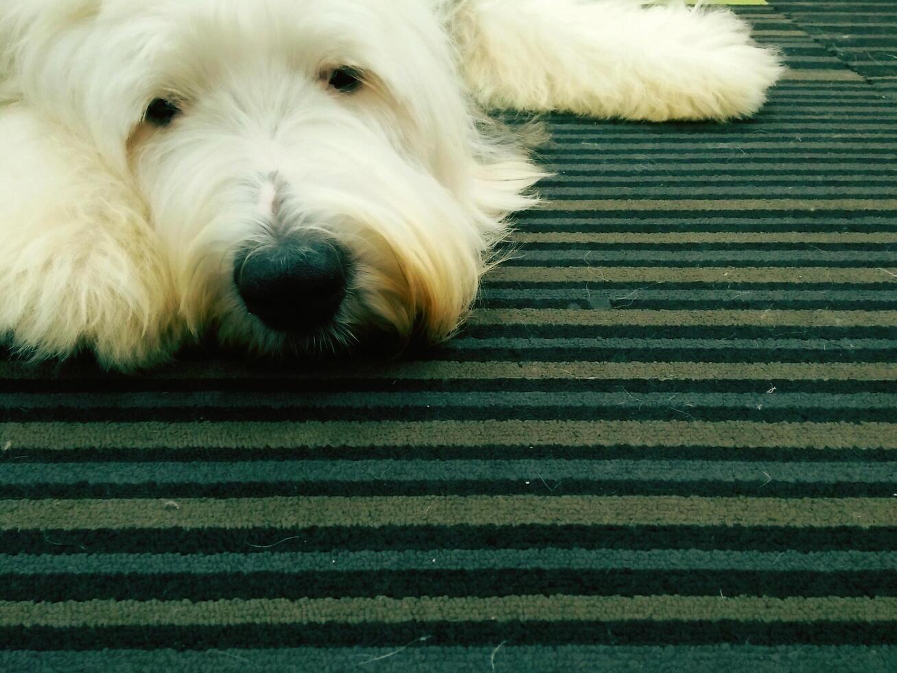Old English Sheepdog Resting on Carpet,white terrier dog on carpet floor, dog lying on floor with copy space photo