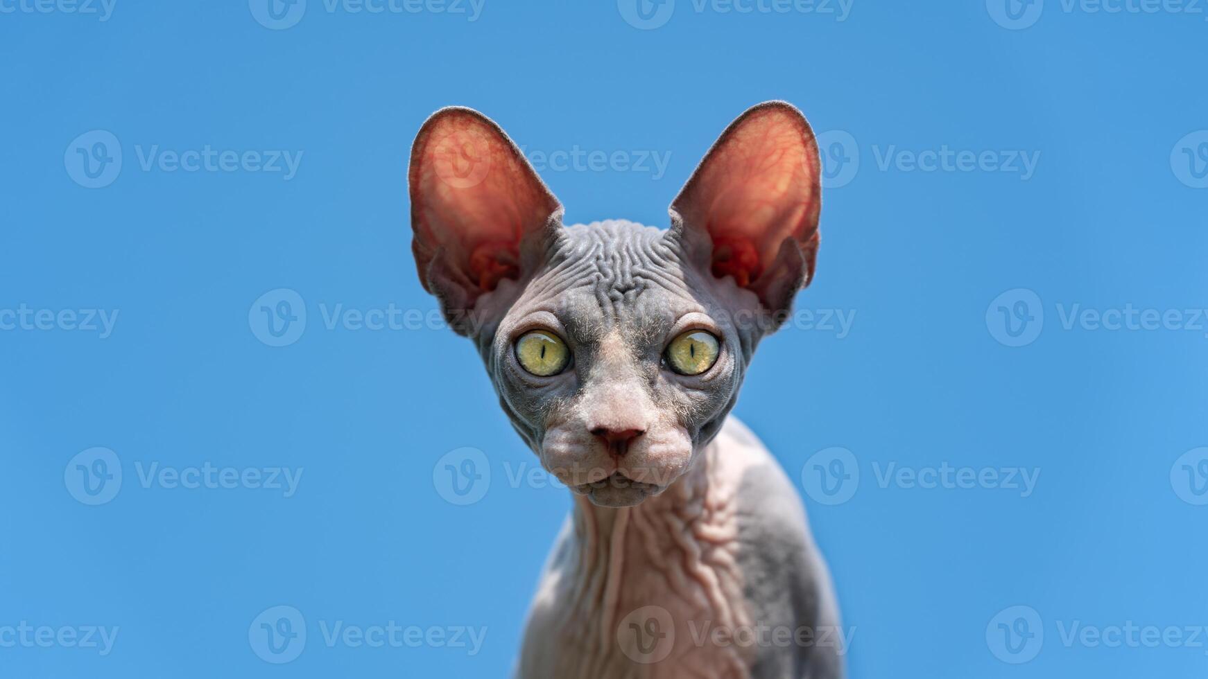 Portrait of lovely Sphynx Cat with yellow eyes and large ears that show through in sun. Cute hairless kitten looking at camera on background of blue cloudless sky. Front view. photo