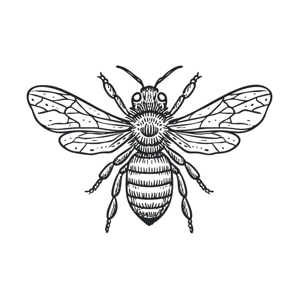 Captivating depiction of a bee emphasizing intricate features vector