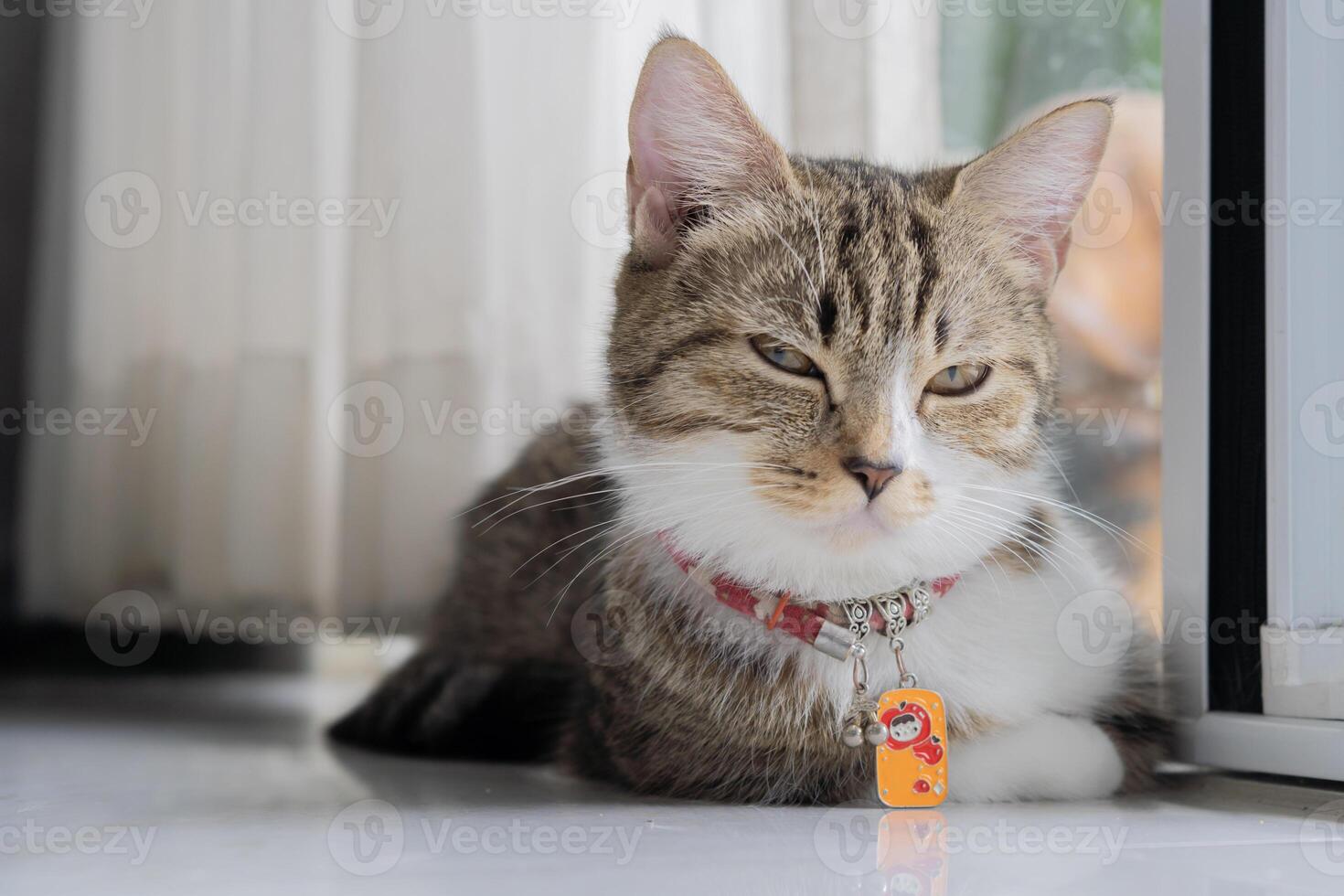 Close-up munchkin cat lying on the floor at home with nature light from the door. photo