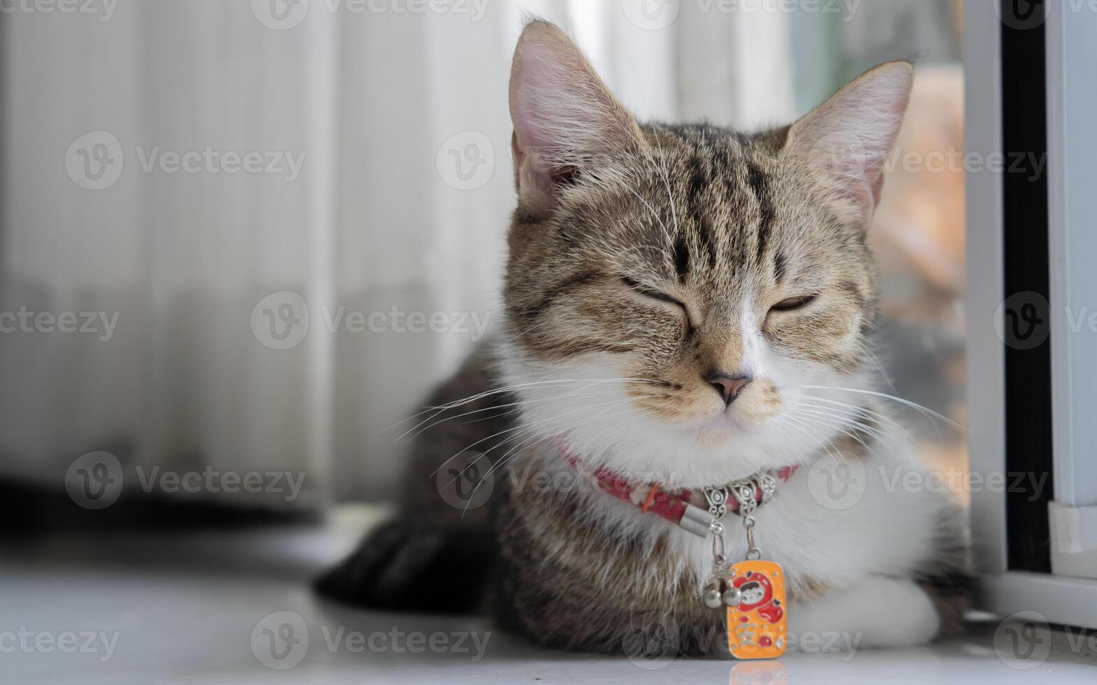 Lazy Munchkin cat lying, sleeping, relaxing, resting on the floor at home with copy space. photo