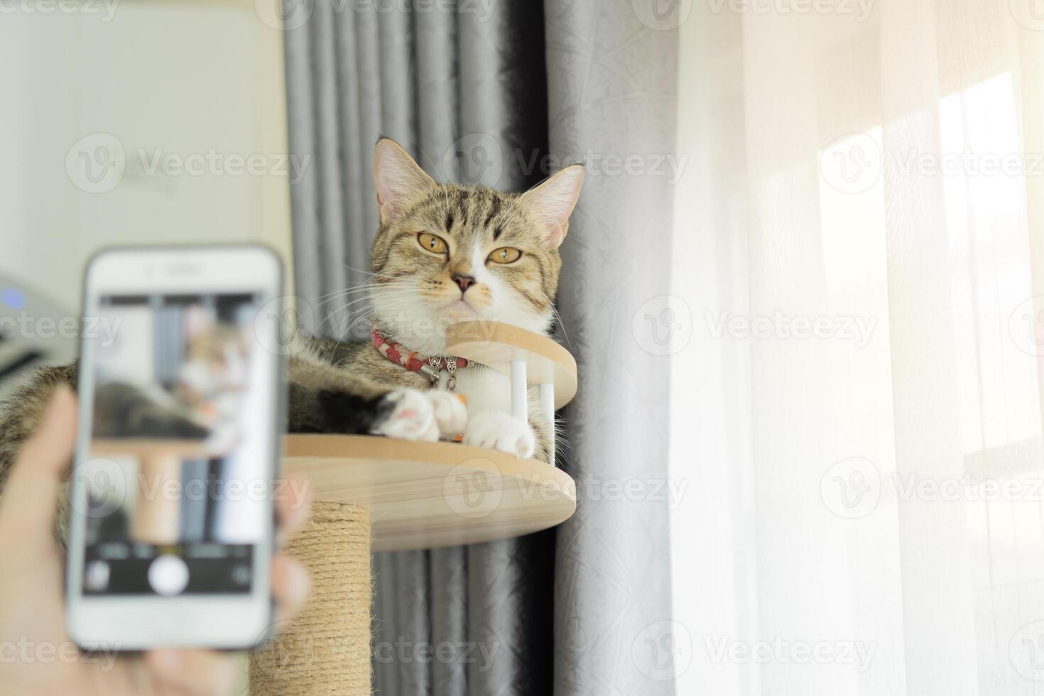 Young woman hand holding smartphone taking photo of cat on cat tower.