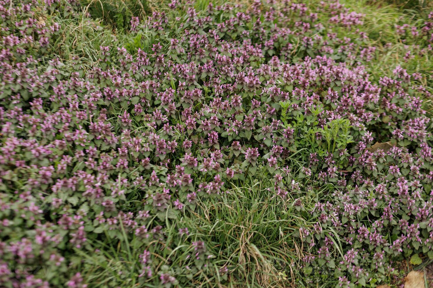 Red dead nettle blooming in petrin gardens, prague, in march photo