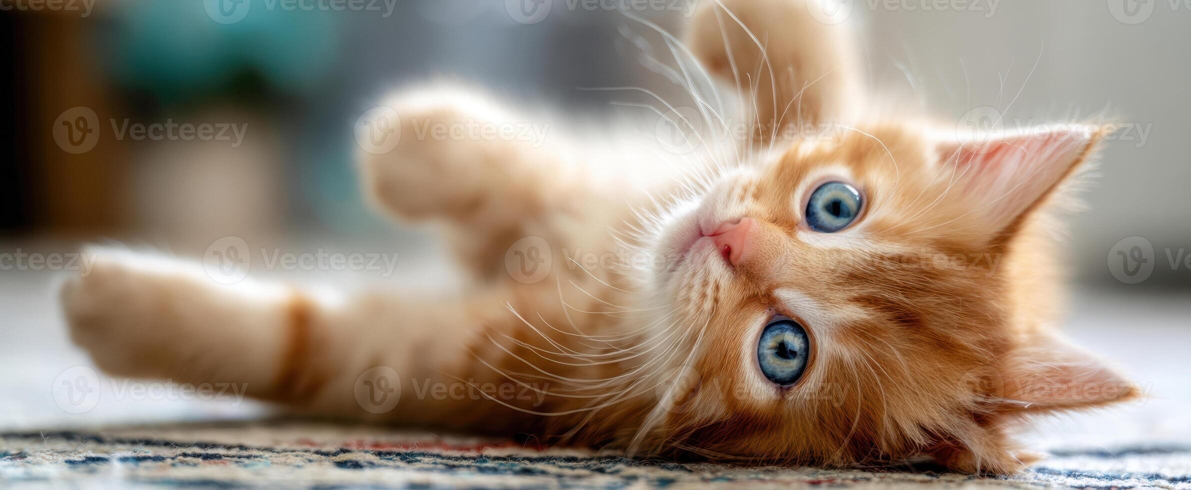 The playful orange kitten rolling on the carpet in cozy home setting. photo