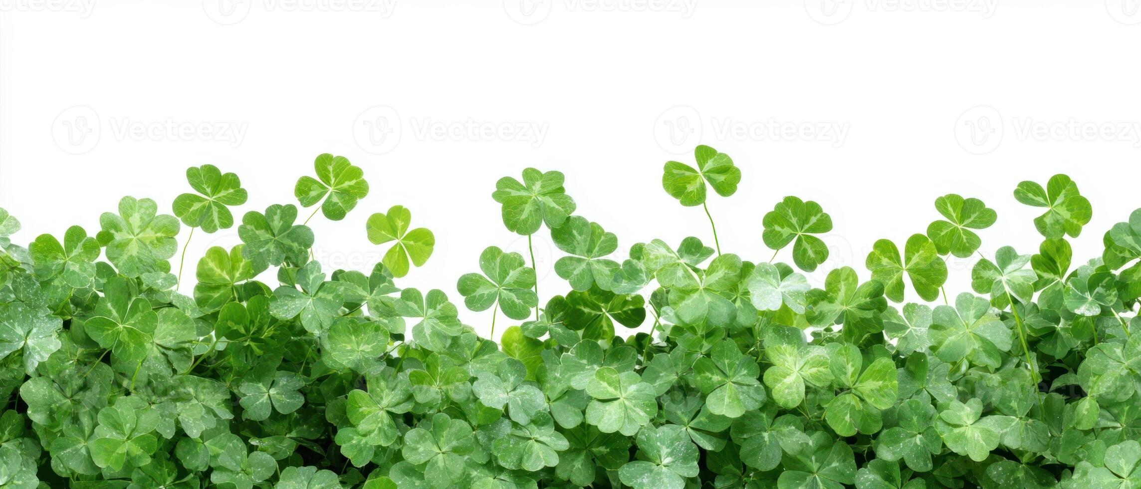 The lush green clover leaves creating a vibrant natural background scene. photo