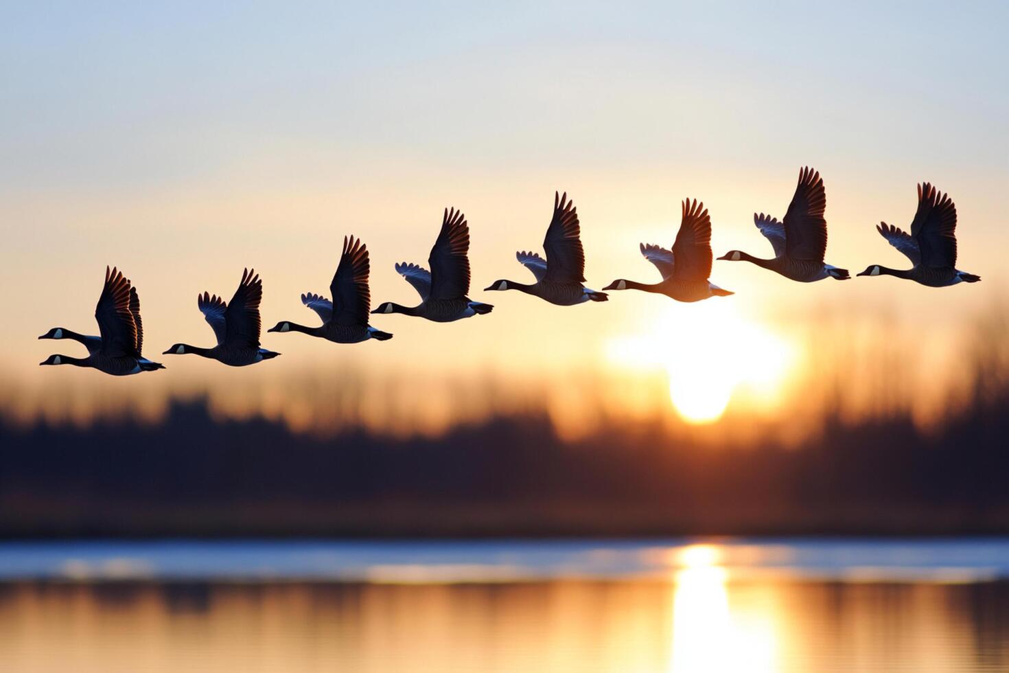 A flock of geese flying over a lake at sunset photo