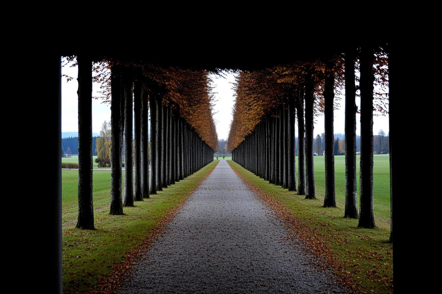 A long walkway lined with trees and grass photo