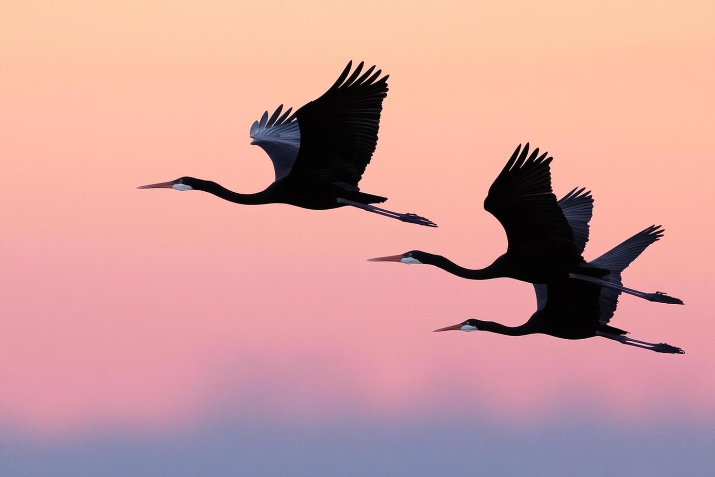 Three black and white birds flying in the air photo