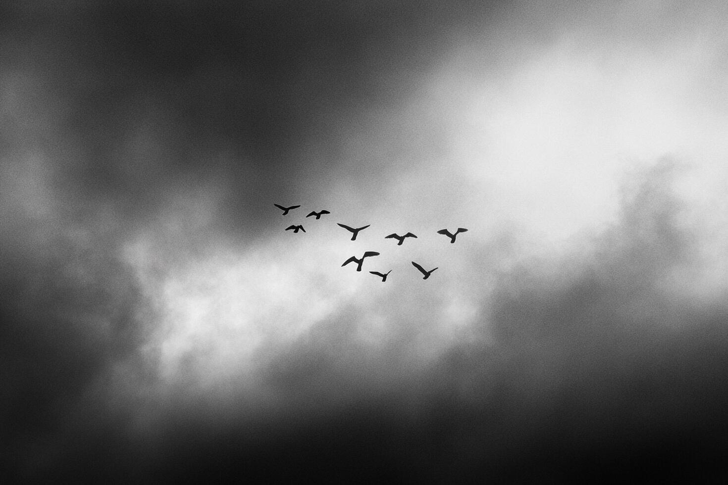 Black and white photograph of birds flying in the sky photo