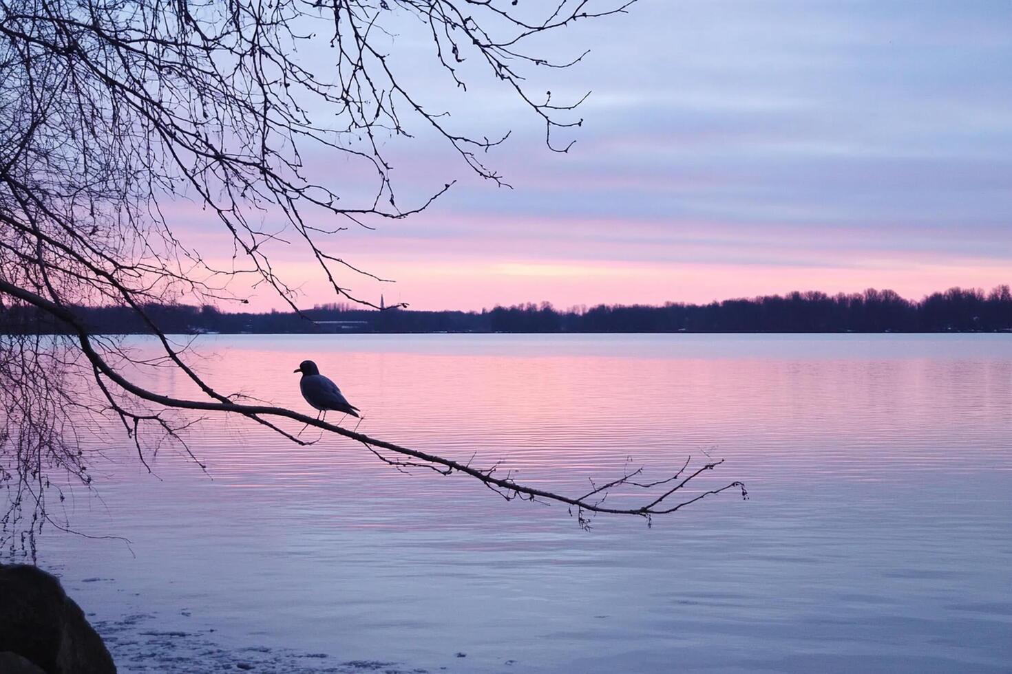 A bird sits on a branch in front of a lake photo