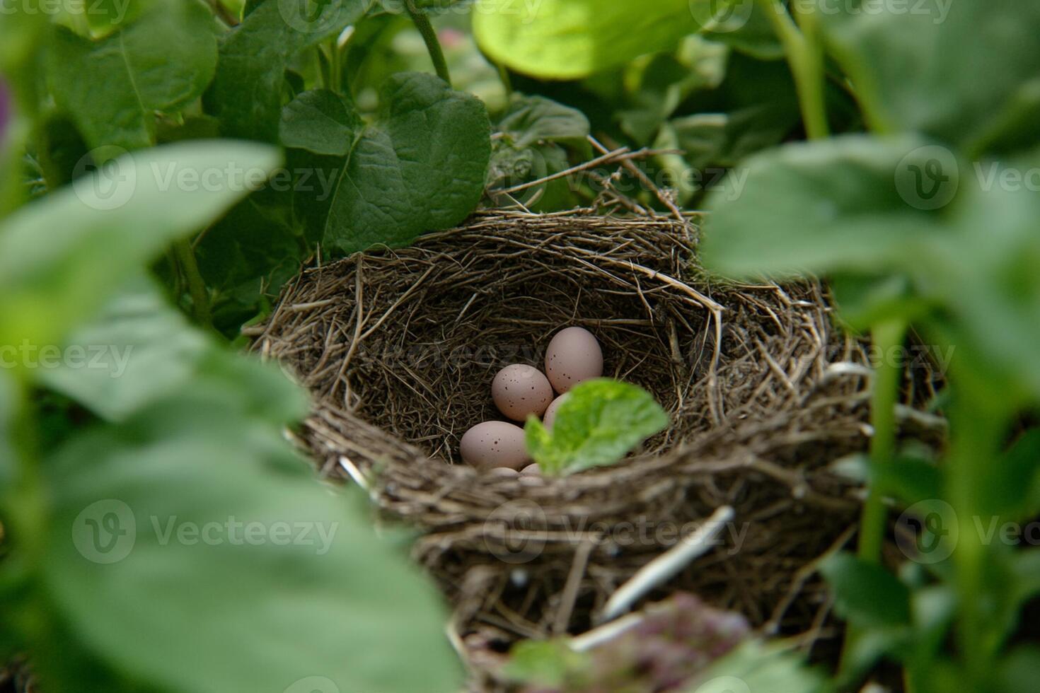 A bird nest with three eggs in it photo