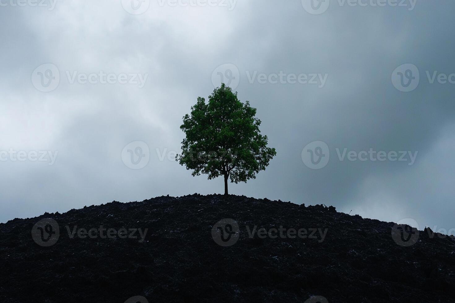 A lone tree stands on top of a hill photo