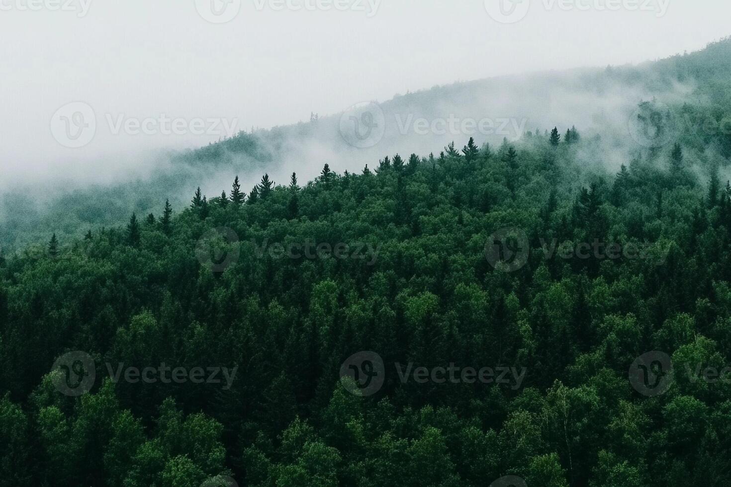 A forest with trees and fog on a cloudy day photo