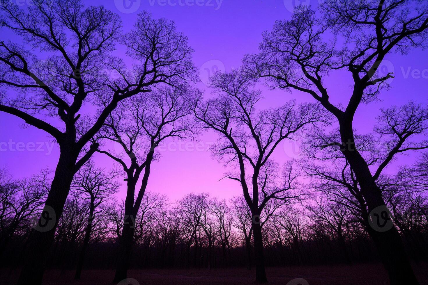 Purple sky, trees, trees, trees, trees, trees, trees, trees, trees photo