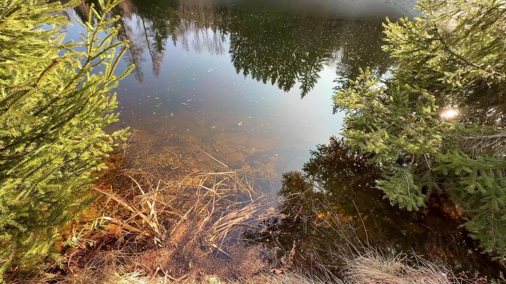 The Serene Forest Reflection on a Calm Body of Water Captivates the Soul and Mind photo