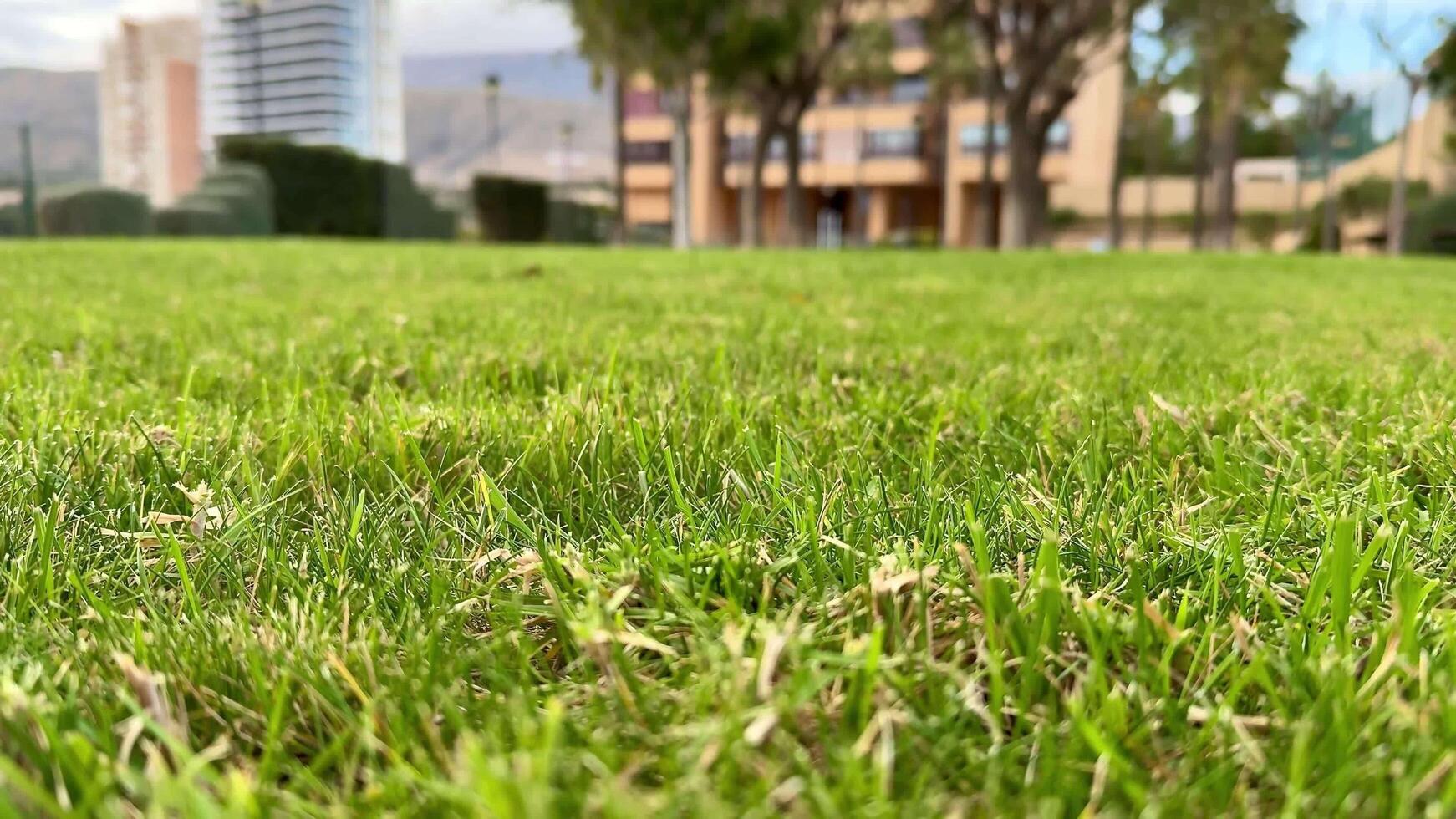 A Detailed CloseUp Image Showing Lush and Vibrant Green Grass in a Peaceful Urban Park Setting photo