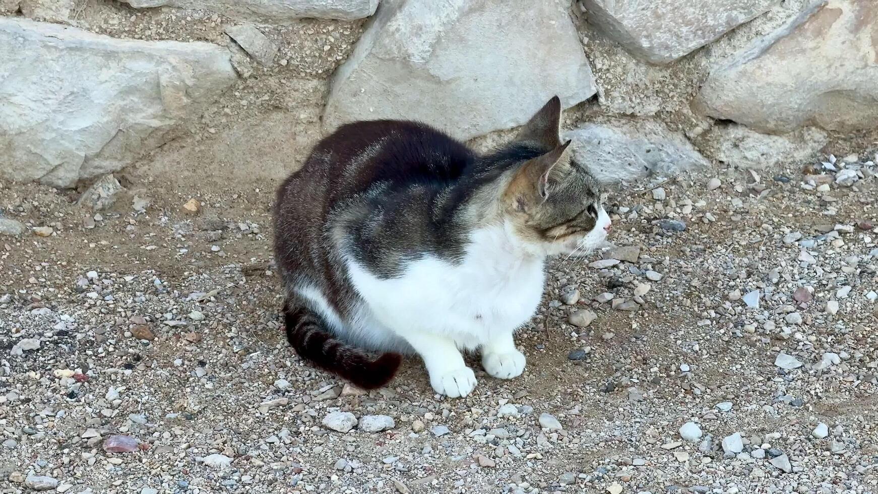 An adorable and cute Domestic Cat is peacefully sitting on the ground, enjoying the moment photo