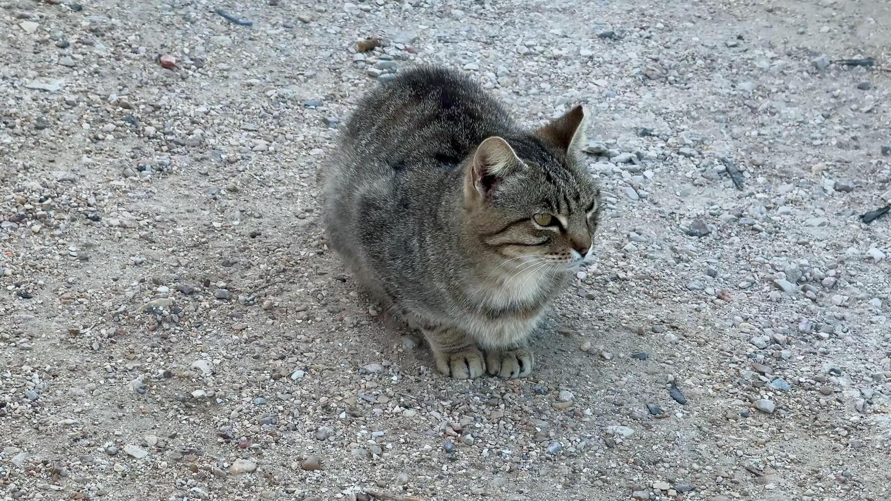 An adorable stray cat sits comfortably on the ground, focused and drawing attention from passersby photo