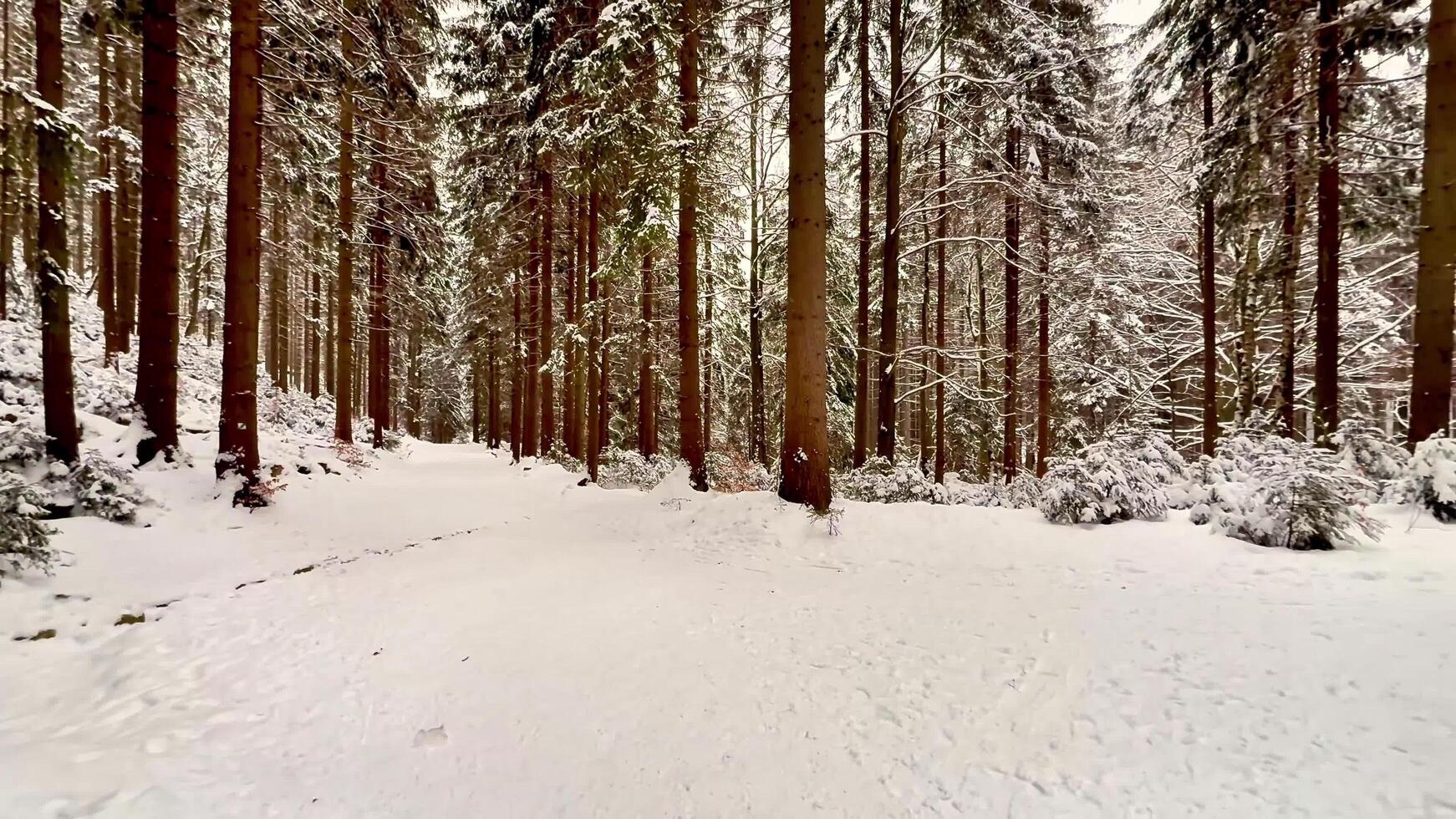 Snow-covered spruce forest. Panoramic view photo