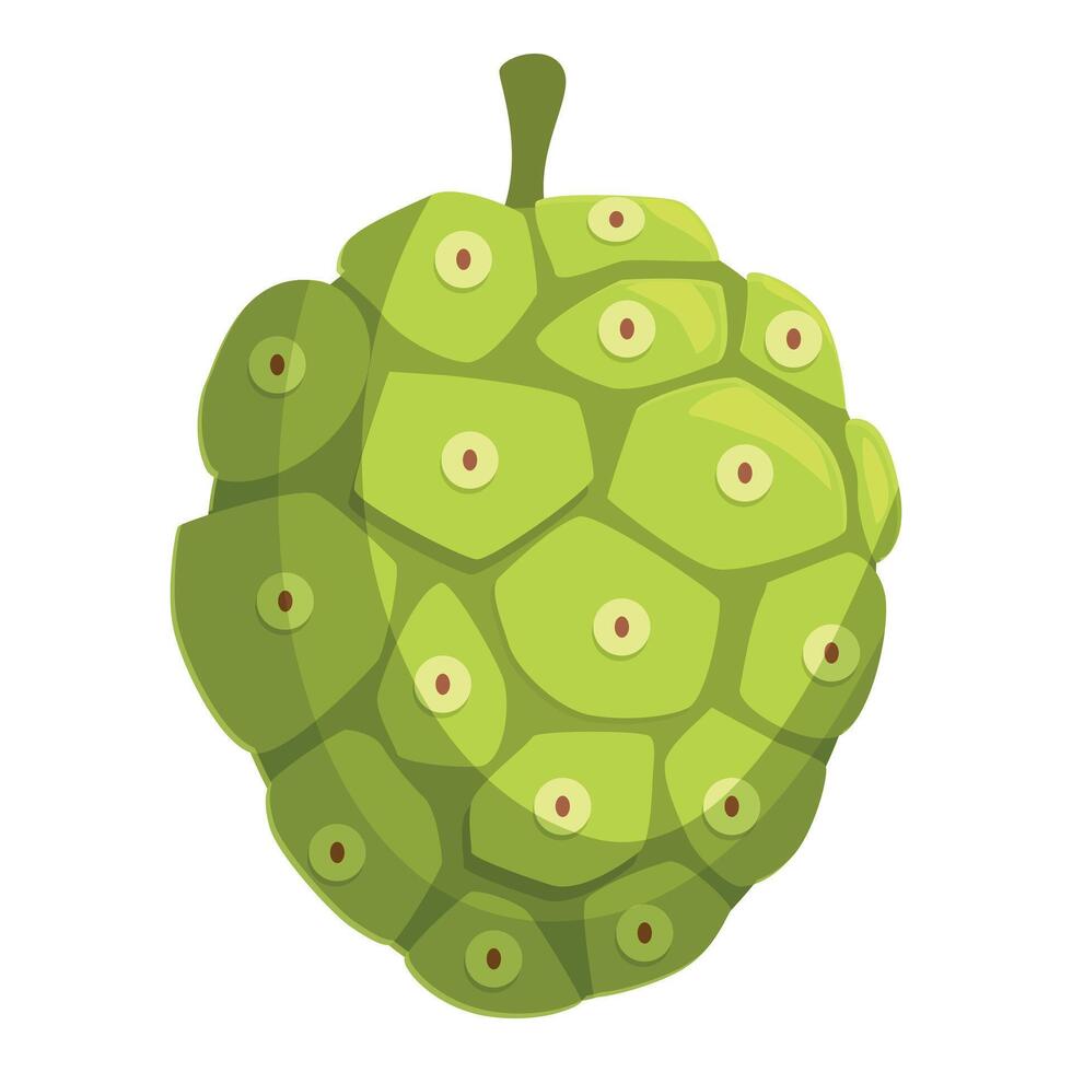 Noni fruit showing its characteristic green surface with multiple eyes vector