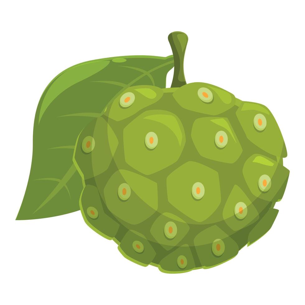 Noni fruit showing its green and bumpy rind with a leaf vector