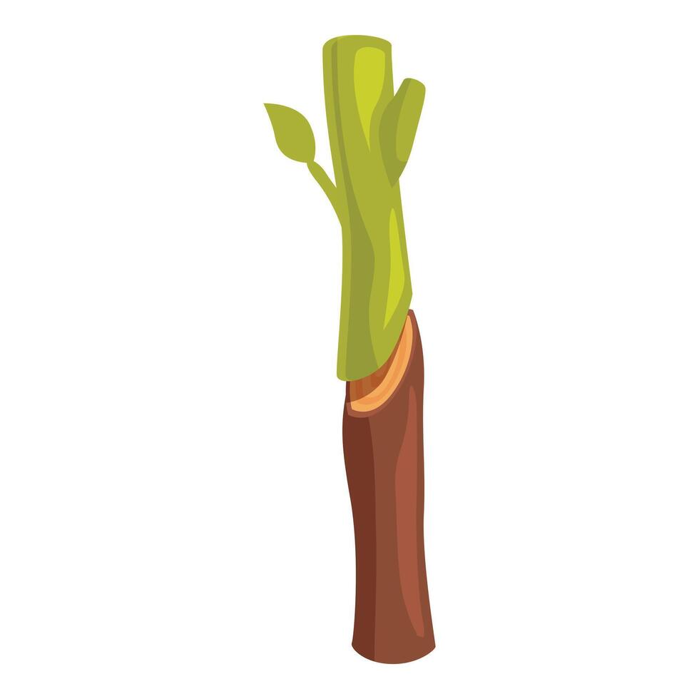 Grafting process showing scion growing on rootstock vector