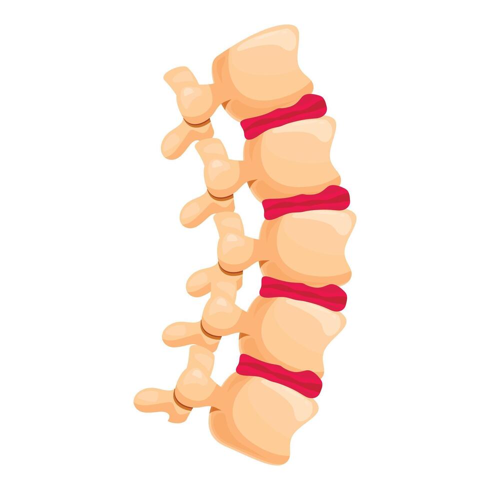 Human spine showing vertebrae and intervertebral discs, lateral view vector