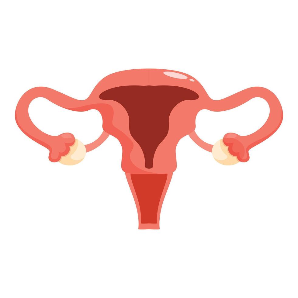 The uterus is shown in a flat style vector