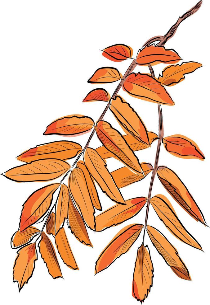 Rowan tree branch with yellow orange leaves vector