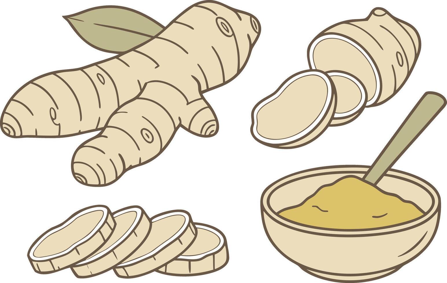 Realistic Ginger Root Illustration Set with Six Detailed Designs vector
