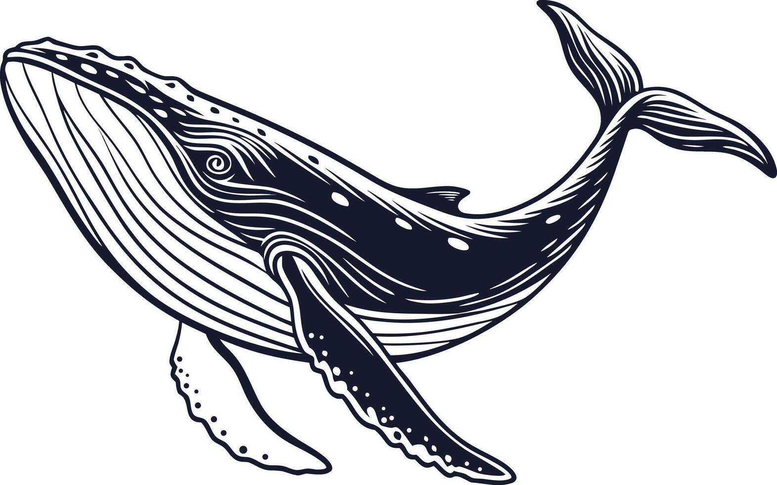 Hyper realistic whale drawing with detailed fins and natural body structure ideal for professional stock illustration vector