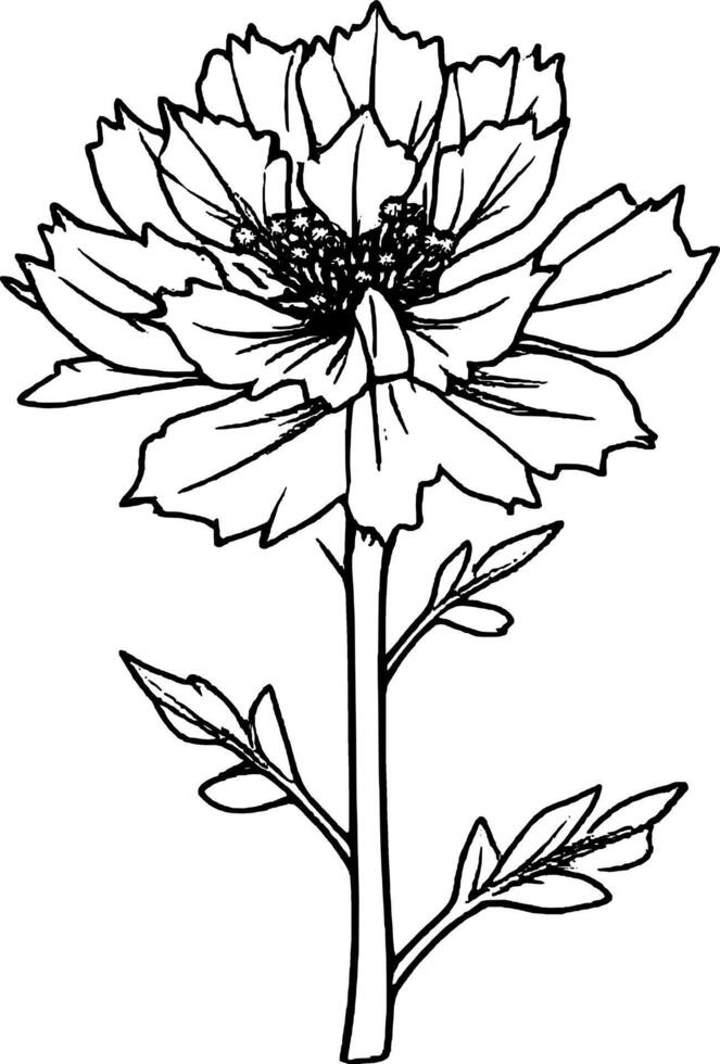 Elegant Outline Illustration Of A Single Carnation Flower On A White Background vector