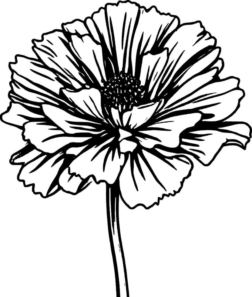 Elegant Monochrome Zinnia Flower Illustration with Textured Petals and Defined Stem vector