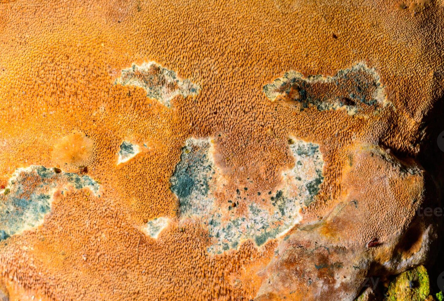 Blue mold parasitic fungus destroys the hymenophore of a tinder fungus growing on an acacia tree photo