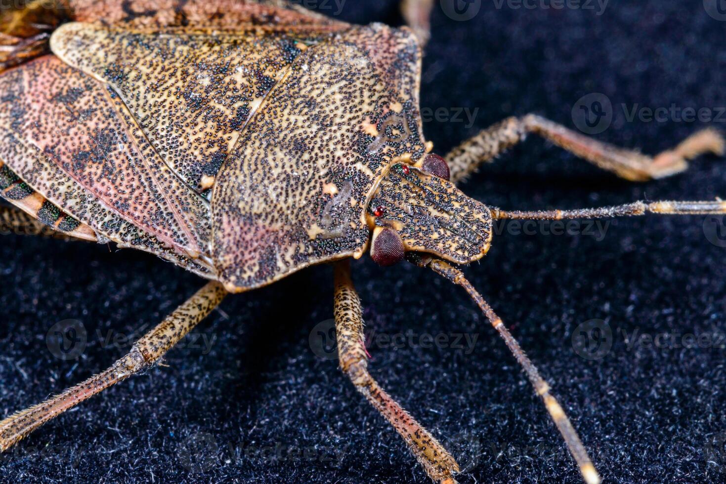 Brown marmorated stink bug Halyomorpha halys, a worker termite of light yellow color crawls in search of food on rotten wood overgrown with lichens, Odessa Ukraine. photo