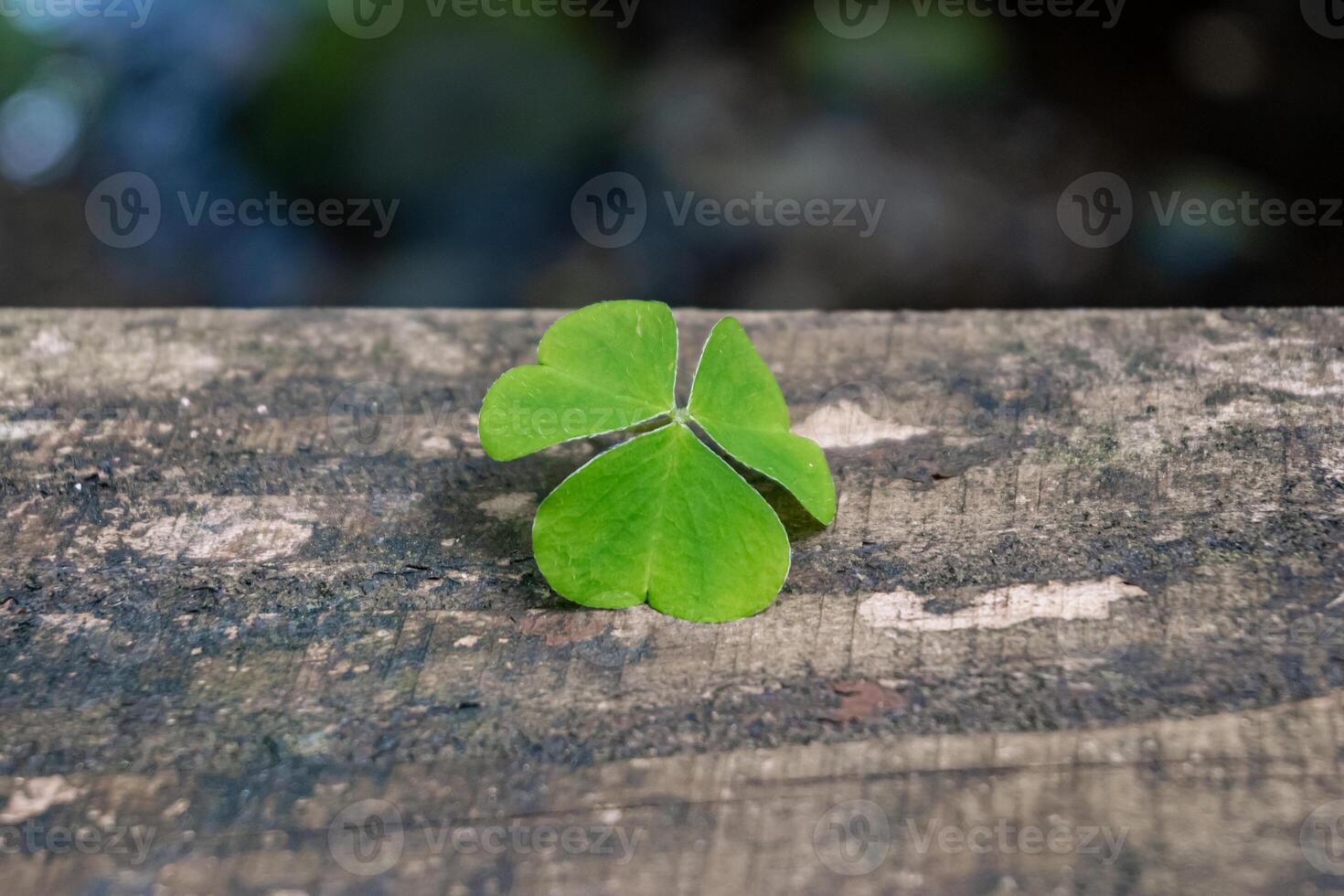 A beautiful green four leaf clover is sitting on a wooden surface photo