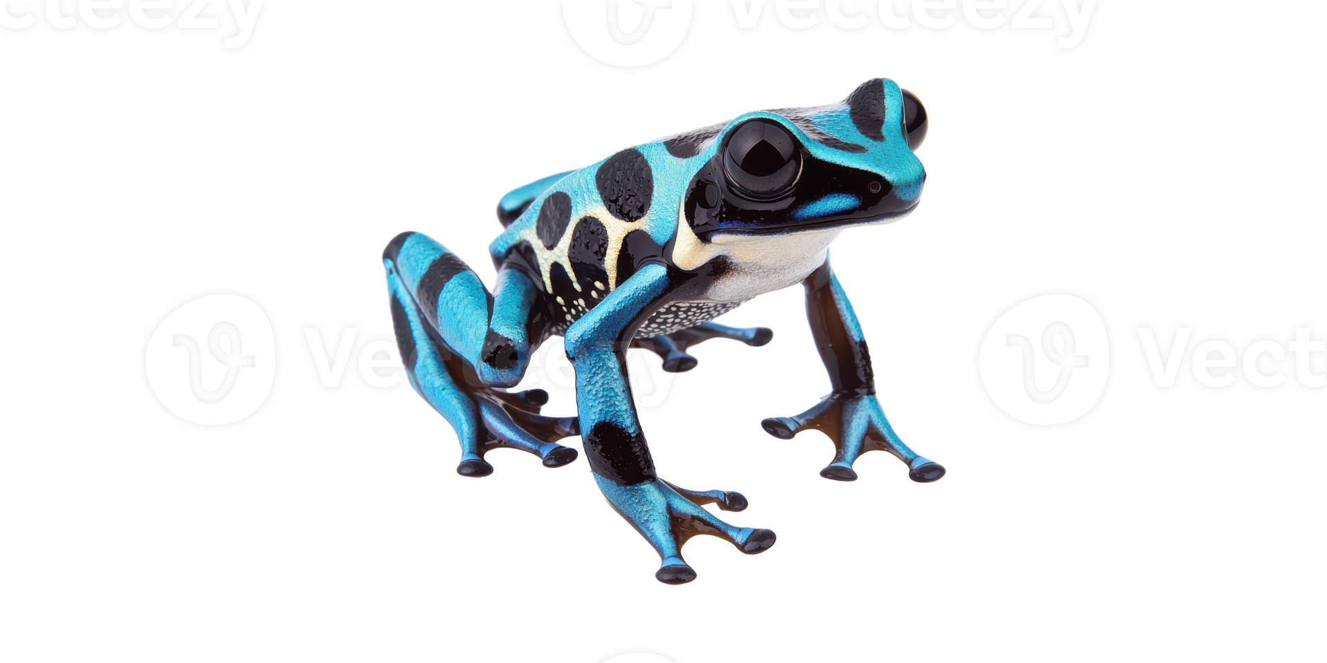 Blue Poison Dart Frog. Vibrant Amphibian Showcasing Unique Coloration And Patterns Isolated On Transparent Background png