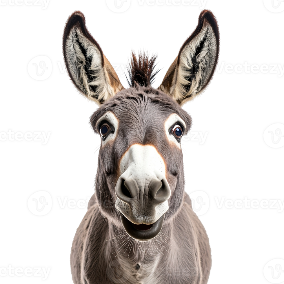Close-up portrait of a donkey with an expressive face isolated on a transparent background. png