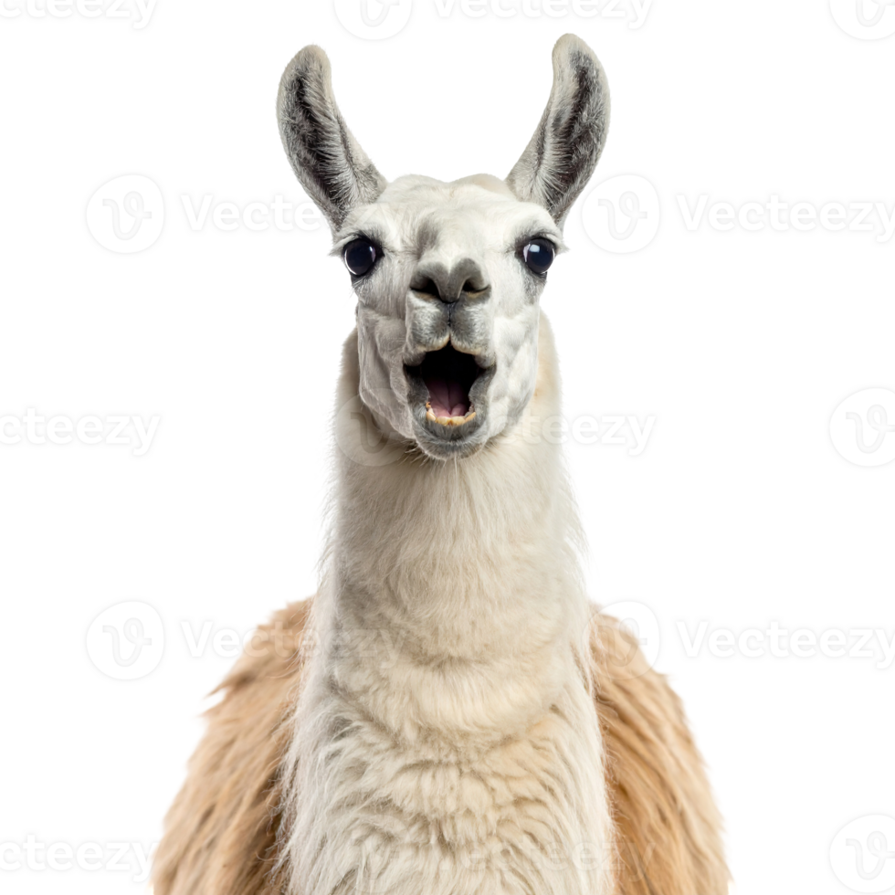 Close-up of a llama with an open mouth isolated on a transparent background. png