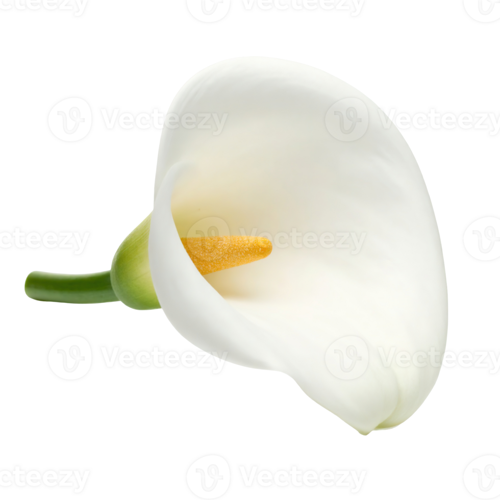 Close-up of a pristine white calla lily isolated on a transparent background. png