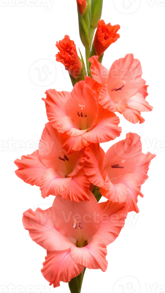 Close-up of a cluster of vibrant coral gladiolus blooms isolated on a transparent background. png