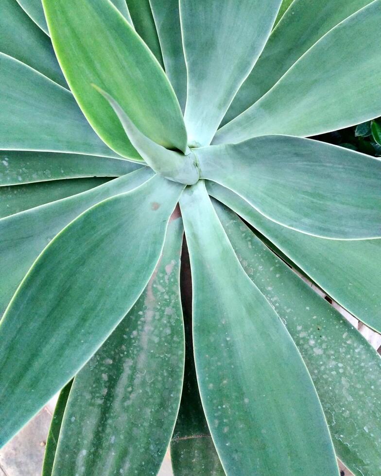 Big Foxtail Agave Plant photo