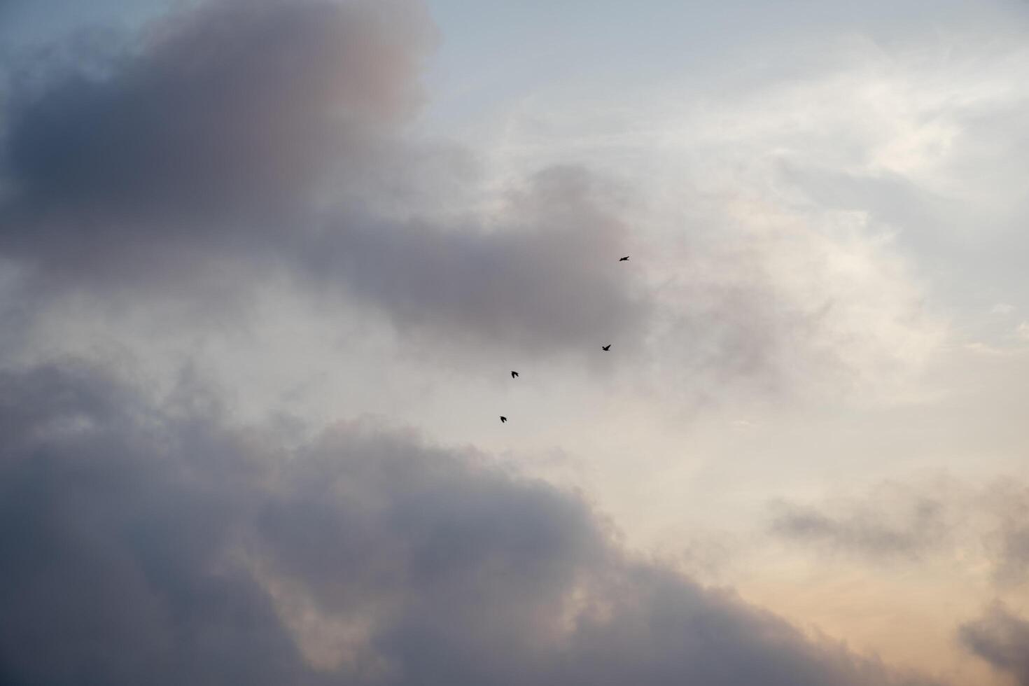 Clouds and birds in flight, celestial harmony on a pastel background photo