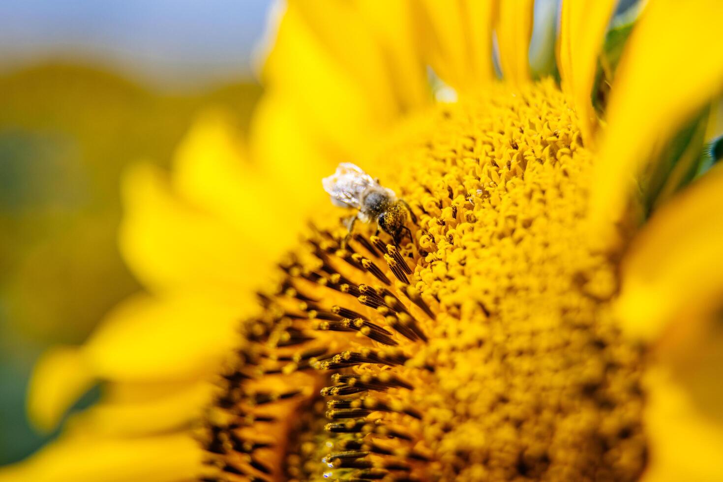 A bee gathering nectar deep in the sunflower captured in close up emphasizes natural rhythm dedication. photo